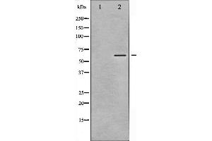 Western blot analysis of CaMK2 alpha/ beta/ delta phosphorylation expression in NIH-3T3 whole cell lysates,The lane on the left is treated with the antigen-specific peptide. (CaMK2 alpha/beta/delta antibody  (pThr305))