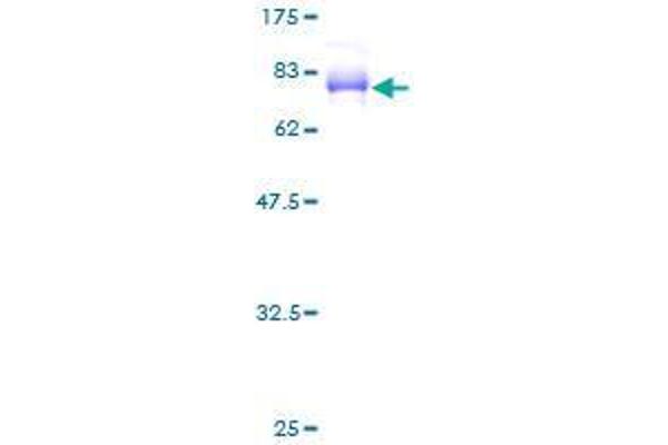 SAMSN1 Protein (AA 1-373) (GST tag)