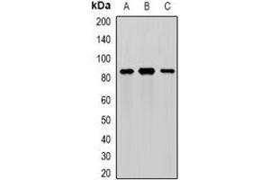 Western blot analysis of MEP1A expression in mouse intestine (A), mouse pancreas (B), rat kidney (C) whole cell lysates.
