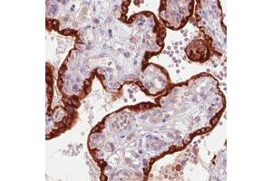 Immunohistochemical staining (Formalin-fixed paraffin-embedded sections) of human placenta with GDF15 monoclonal antibody, clone CL0328  shows strong immunoreactivity in the trophoblast layer. (GDF15 antibody)