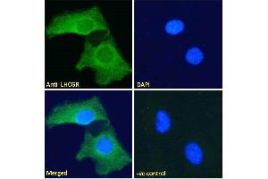 ABIN190901 Immunofluorescence analysis of paraformaldehyde fixed HeLa cells, permeabilized with 0. (LHCGR antibody  (C-Term))