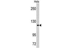 Western blot analysis of MAML3 antibody (C-term) in Hela cell line lysates (35ug/lane).
