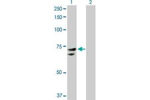 Western Blot analysis of NR1D2 expression in transfected 293T cell line by NR1D2 MaxPab polyclonal antibody. (NR1D2 antibody  (AA 1-579))