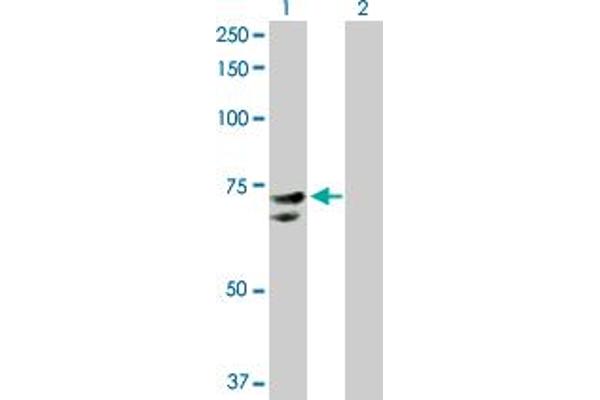 NR1D2 antibody  (AA 1-579)