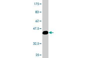 Western Blot detection against Immunogen (36. (SPA17 antibody  (AA 51-149))
