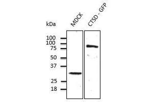 Western Blotting (WB) image for anti-Cathepsin D (CTSD) (C-Term) antibody (ABIN6254162)