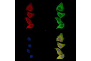ABIN7096695 and ABIN7100760 staining Hela cells by IF/ICC.