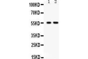 Observed bind size: 56KD (TRAF2 antibody  (C-Term))