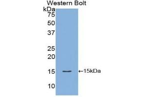 Detection of Recombinant FABP1, Chicken using Polyclonal Antibody to Fatty Acid Binding Protein 1 (FABP1) (FABP1 antibody  (AA 2-126))