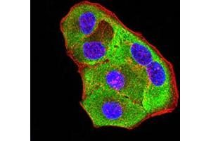 Immunofluorescence analysis of Hela cells using P2RY8 mouse mAb (green). (P2RY8 antibody)