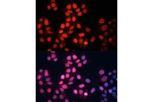 Immunofluorescence analysis of HeLa cells using GABPA Polyclonal Antibody (ABIN6127940, ABIN6140889, ABIN6140892 and ABIN6224475) at dilution of 1:100 (40x lens). (GABPA antibody  (AA 1-260))