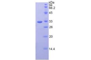 SDS-PAGE analysis of Mouse Fibrinogen gamma Protein. (FGG Protein)