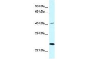 Image no. 1 for anti-Natural Killer Cell Receptor 2B4 (CD244) (AA 220-269) antibody (ABIN6747598) (2B4 antibody  (AA 220-269))