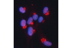 IF analysis of SNURPORTIN1/SNUPN using anti-SNURPORTIN1/SNUPN antibody (ABIN7599310). (Snurportin 1 antibody  (AA 1-360))