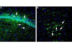 Expression of Neuroplastin in rat hippocampus and rat cortex - Immunohistochemical staining of free floating frozen section of rat hippocampal CA1 region (A) and posterior cingulate cortex (B) using Anti-Neuroplastin (extracellular) Antibody (ABIN7043382, ABIN7044710 and ABIN7044711), (1:120). (NPTN antibody  (Extracellular, N-Term))