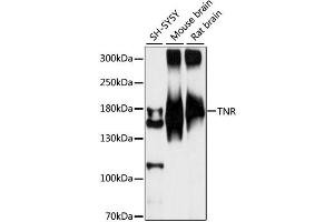 Western blot analysis of extracts of various cell lines, using TNR antibody. (Tenascin R antibody)