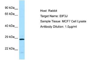 Western Blotting (WB) image for anti-Eukaryotic Translation Initiation Factor 3 Subunit J (EIF3S1) (C-Term) antibody (ABIN2774422)