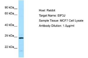 Host: RabbitTarget Name: EIF3JAntibody Dilution: 1. (EIF3S1 antibody  (C-Term))