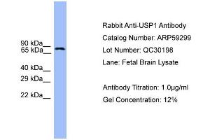 WB Suggested Anti-USP1  Antibody Titration: 0. (USP1 antibody  (C-Term))