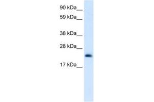 Western Blotting (WB) image for anti-High Mobility Group Box 3 (HMGB3) antibody (ABIN2461205) (HMGB3 antibody)
