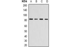 Western blot analysis of INTS10 expression in A549 (A), HepG2 (B), mouse kidney (C), rat testis (D) whole cell lysates. (INTS10 antibody)