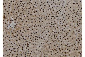 ABIN6267210 at 1/100 staining Rat liver tissue by IHC-P.