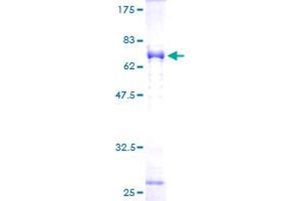NDE1 Protein (NDE1) (AA 1-335) (GST tag)