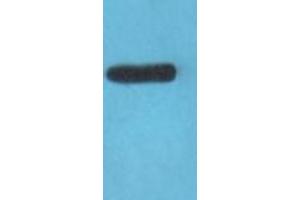 Claudin 3 antibody  (C-Term)