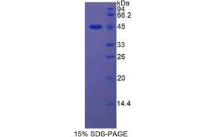 LCN5 Protein