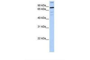 ZNF700 Antikörper  (AA 650-699)