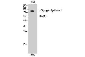 Western Blotting (WB) image for anti-Glycogen Synthase 1 (Muscle) (GYS1) (pSer645) antibody (ABIN3173218) (Glycogen Synthase 1 antibody  (pSer645))