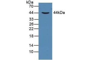 Western Blot; Sample: Human Lung Tissue. (CYFRA21.1 antibody  (AA 244-400))