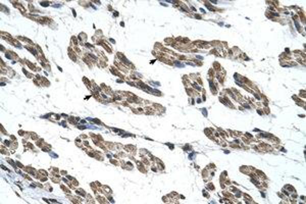 RNF40 antibody  (AA 801-850)
