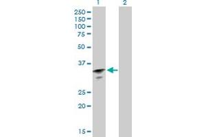 Western Blot analysis of RBM11 expression in transfected 293T cell line by RBM11 MaxPab polyclonal antibody.