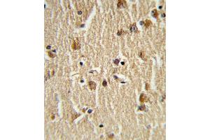 Formalin-fixed and paraffin-embedded human brain tissue reacted with HS Antibody (N-term), which was peroxidase-conjugated to the secondary antibody, followed by DAB staining. (Hsc70 antibody  (N-Term))