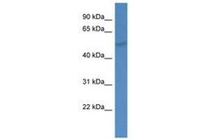 GMEB1 antibody  (AA 46-95)