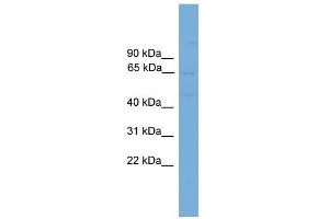 WB Suggested Anti-SLC10A3 Antibody Titration:  0. (SLC10A3 antibody  (Middle Region))