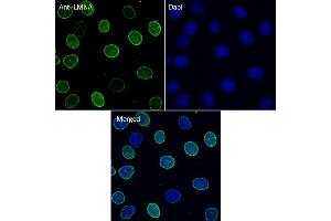 Immunofluorescence (IF) image for anti-Lamin A/C (LMNA) (C-Term) antibody (ABIN6254178) (Lamin A/C antibody  (C-Term))