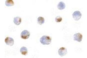 Immunocytochemistry of Acinus in K562 cells with AP30012PU-N Acinus antibody at 5 μg/ml. (ACIN1 antibody  (Intermediate Domain))