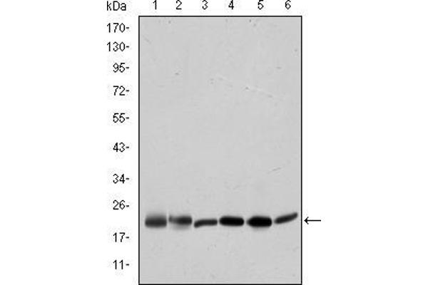 BID antibody