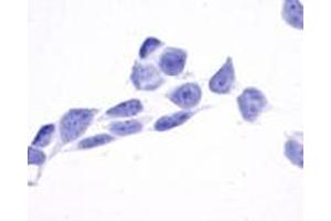 Anti-TPRA1 / GPR175 antibody immunocytochemistry (ICC) staining of untransfected HEK293 human embryonic kidney cells.