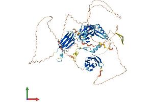 AlphaFold protein structure predicition of Human Recombinant DNAAF2 Protein, UniprotID Q9NVR5 (DNAAF2 Protein (AA 1-837) (His tag))