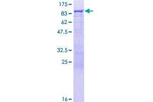 RELB Protein (AA 1-579) (GST tag)