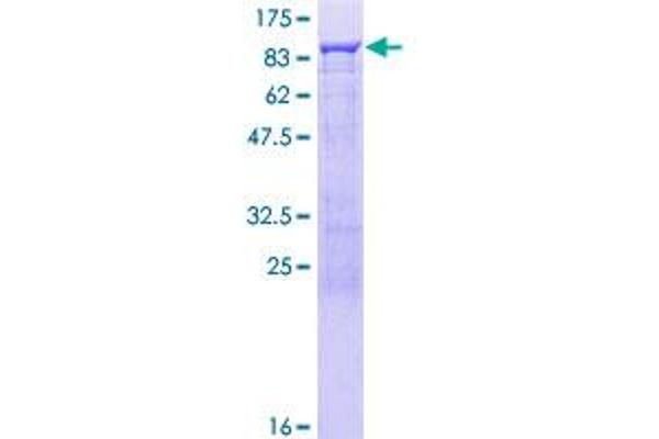 RELB Protein (AA 1-579) (GST tag)