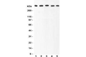 Western blot testing of Ki67 antibody and Lane 1:  HeLa (Ki-67 antibody  (AA 2860-3256))