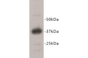 Western Blotting (WB) image for anti-RAS (RAD and GEM)-Like GTP Binding 2 (REM2) (C-Term) antibody (ABIN1854972) (REM2 antibody  (C-Term))