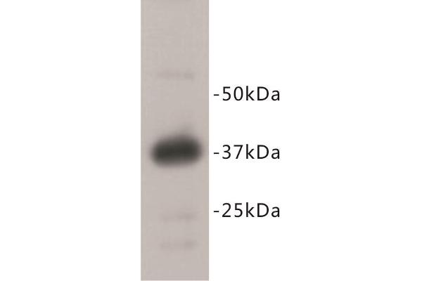 REM2 anticorps  (C-Term)