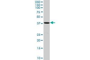 MOAP1 MaxPab rabbit polyclonal antibody. (MOAP1 antibody  (AA 1-351))