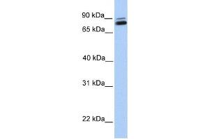 Western Blotting (WB) image for anti-gamma-Glutamyltransferase 7 (GGT7) antibody (ABIN2459265) (GGT7 antibody)