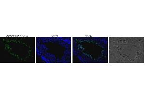 Immunofluorescence (IF) image for anti-A Disintegrin and Metallopeptidase Domain 1b (ADAM1B) antibody (ABIN3200995) (Adam1b antibody)
